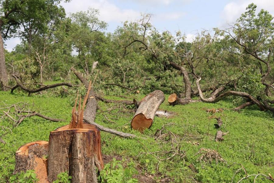 Sédhiou : vers la rupture du dialogue entre l’homme et son environnement le massacre de la forêt ouvre la porte de l’abîme !